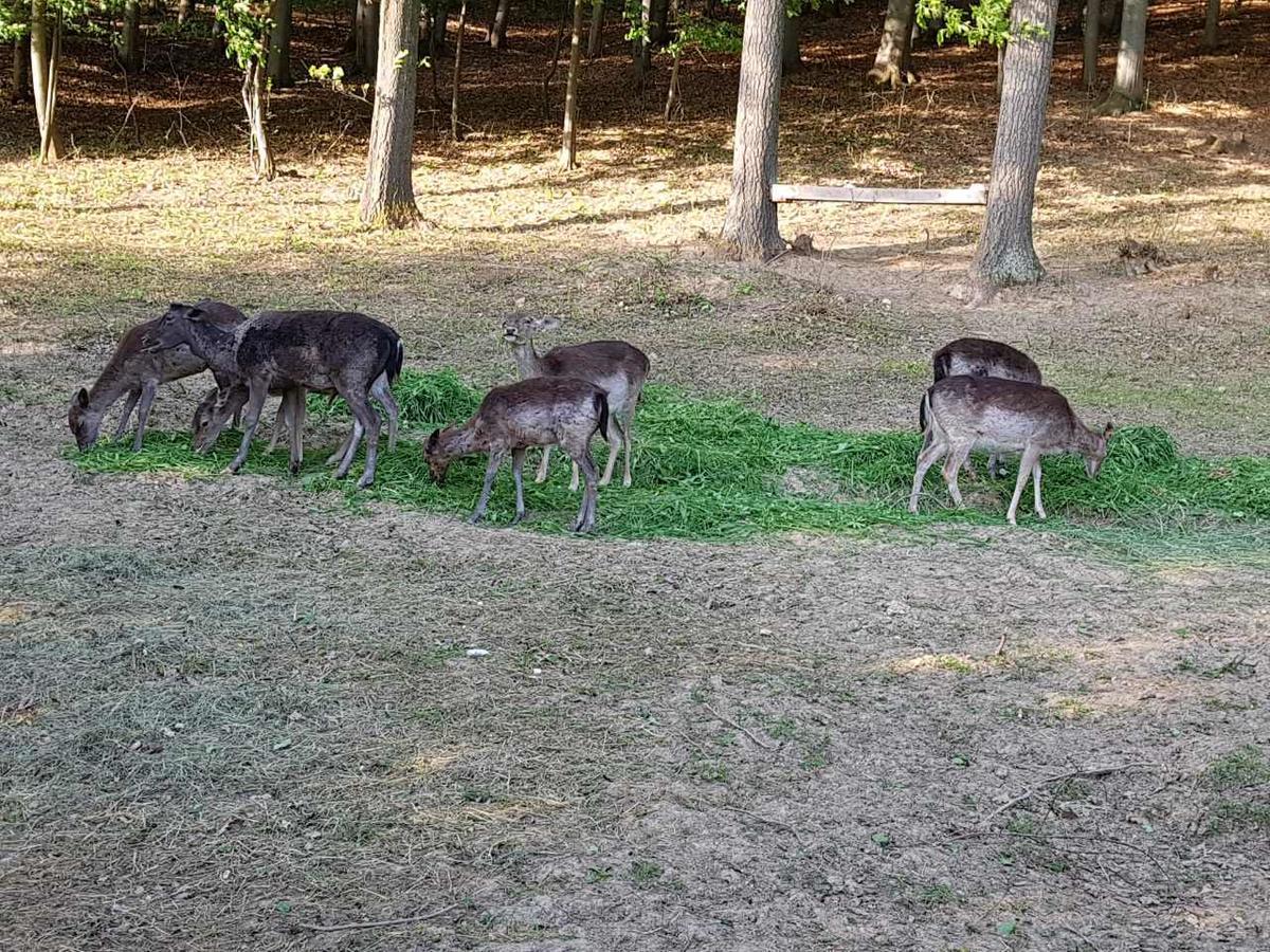 Vila Etno Domacinstvo Milenkovic Despotovac Exteriér fotografie